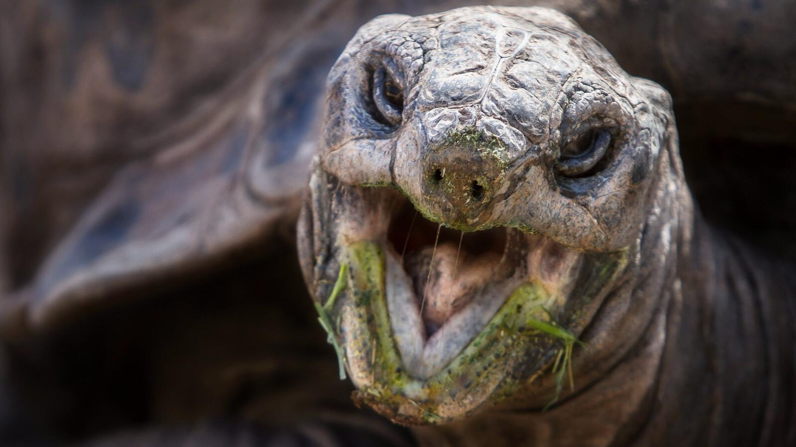 Wallpapers turtle mouth nose on the desktop