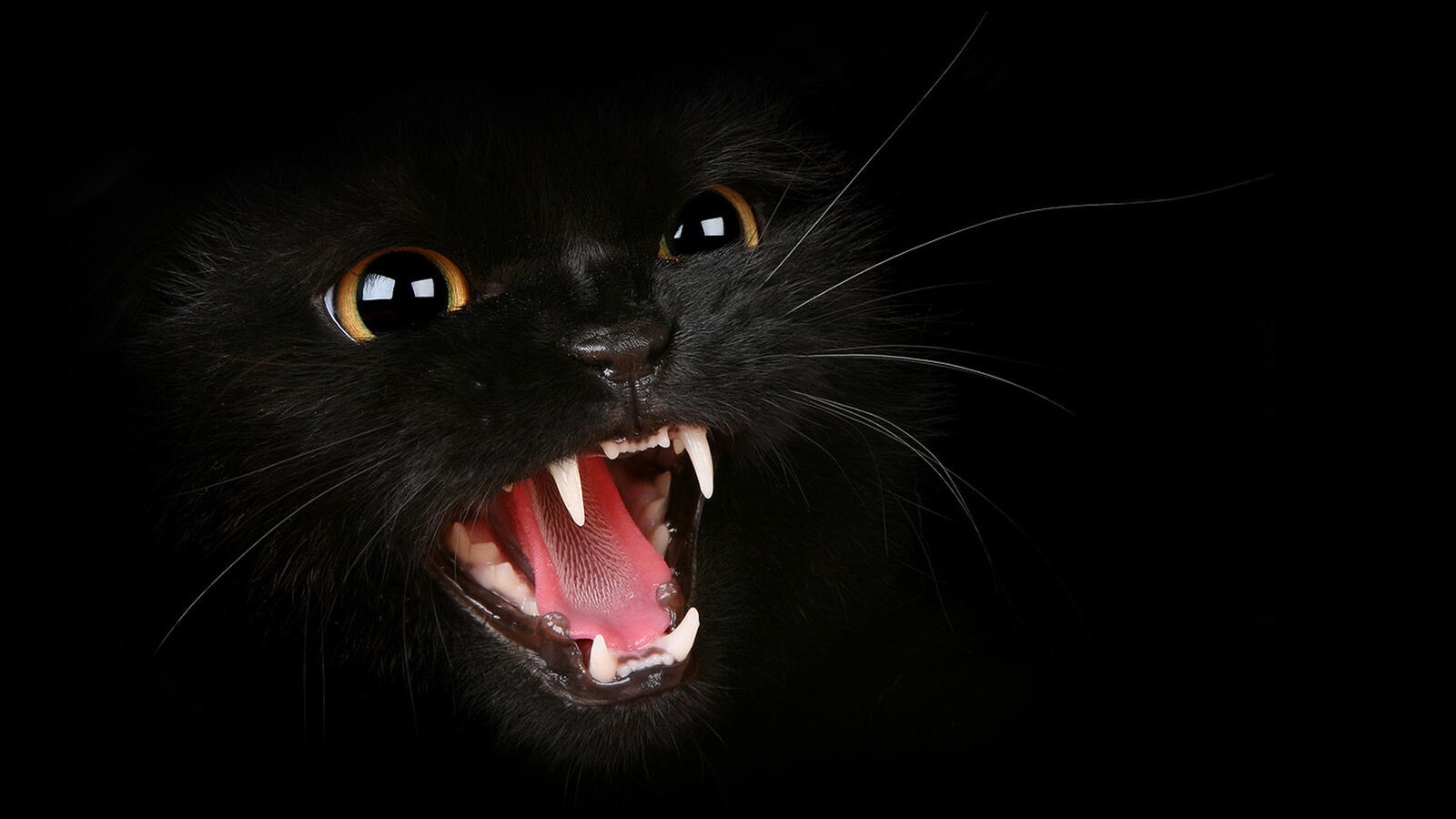 Free photo A black cat on a black background hisses at the viewer