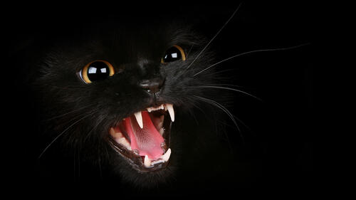 A black cat on a black background hisses at the viewer