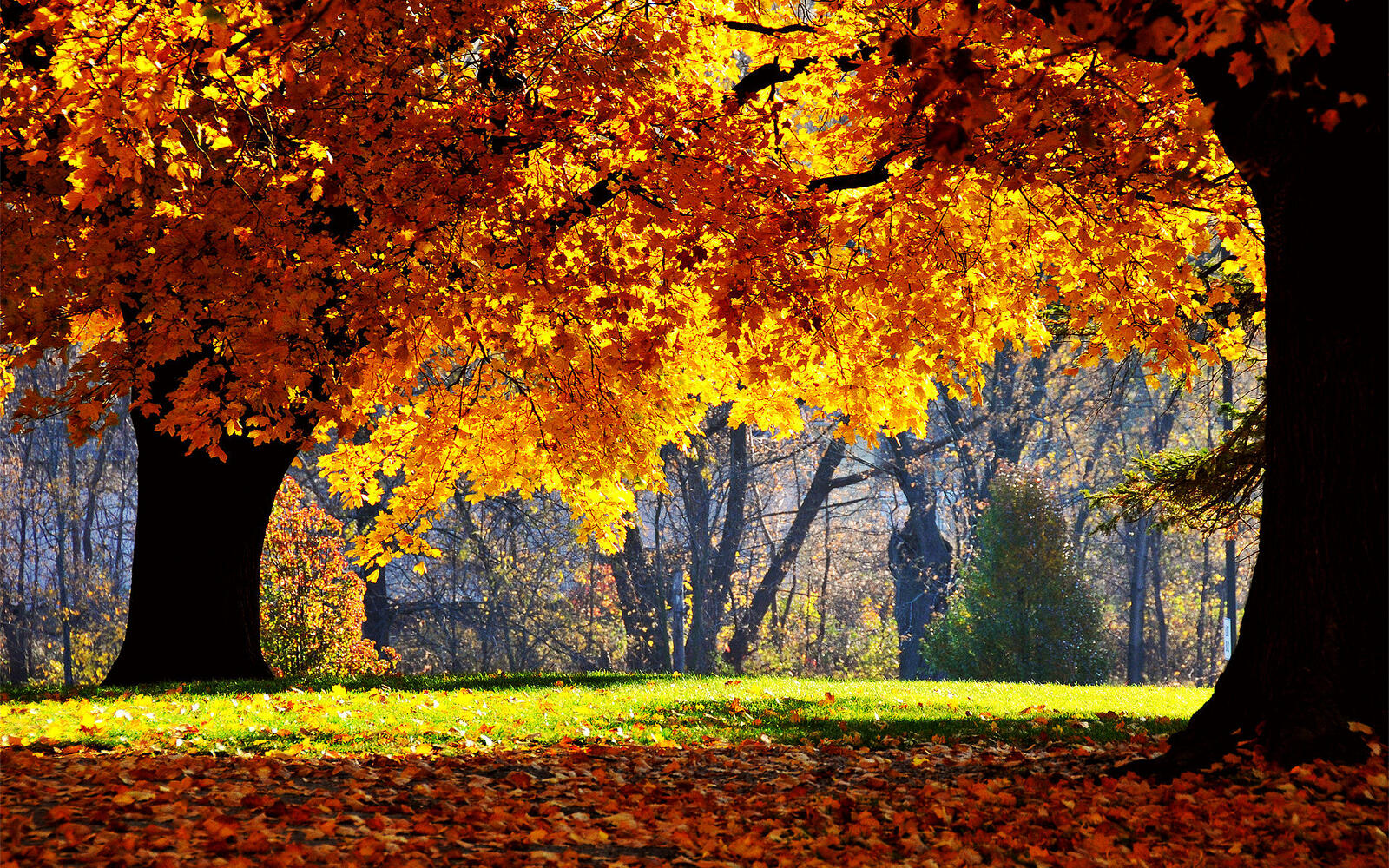 桌面上的壁纸秋季公园 树木 沥青