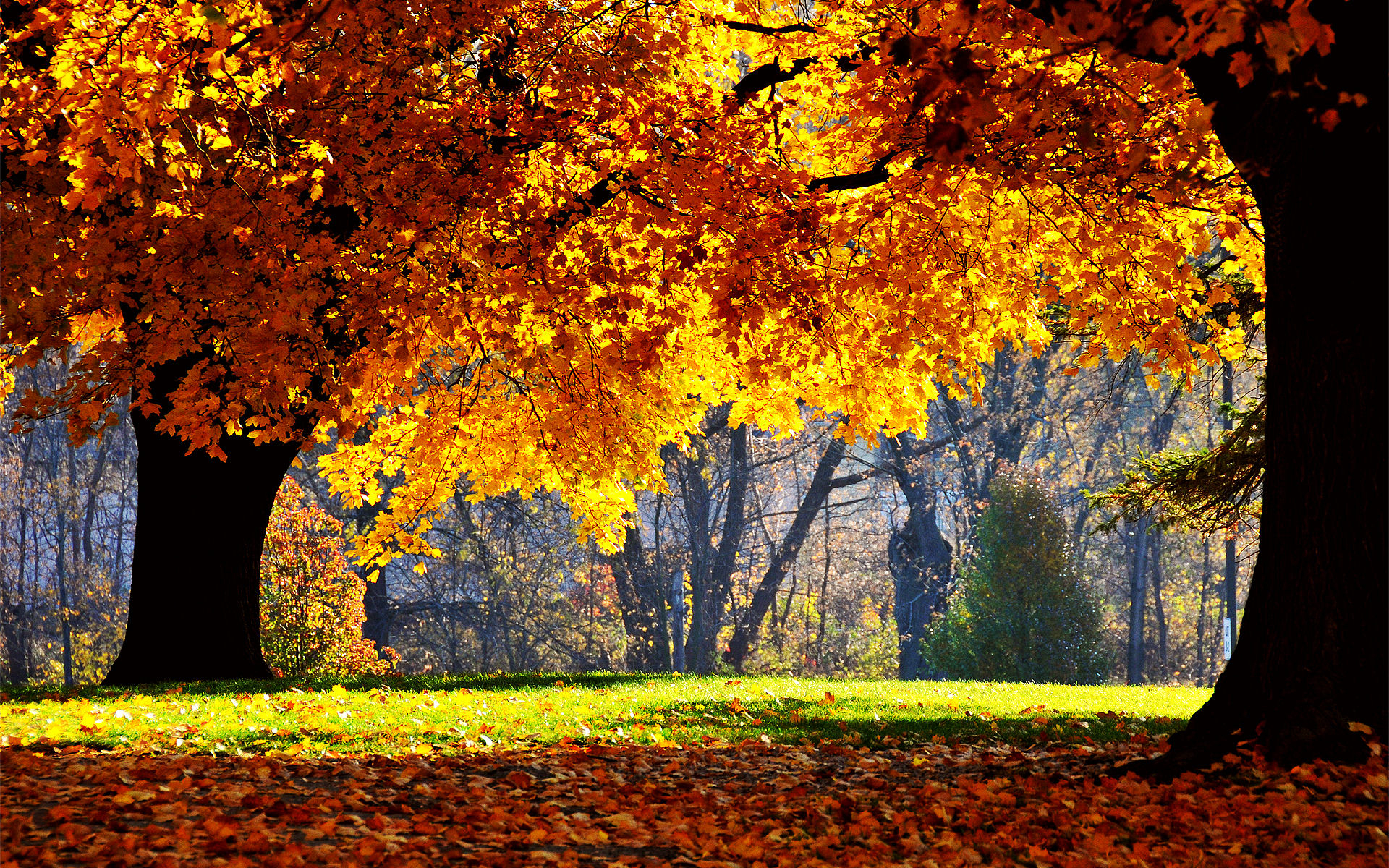 桌面上的壁纸秋季公园 树木 沥青