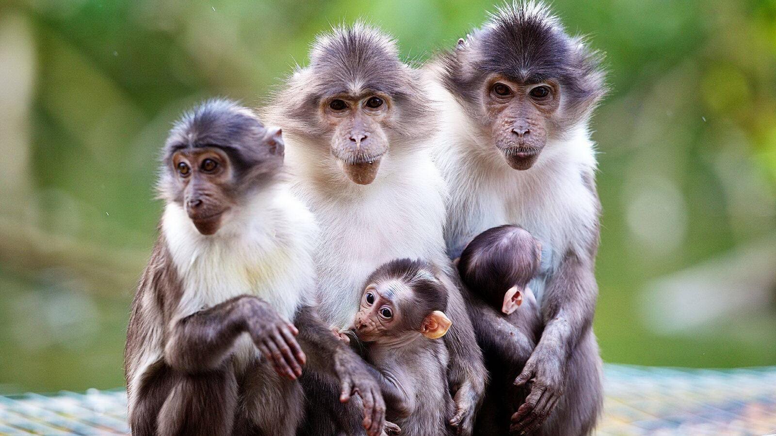Обои макаки обезьяны семья на рабочий стол