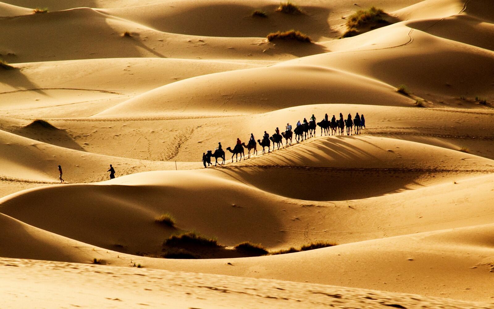 Wallpapers desert camels people on the desktop