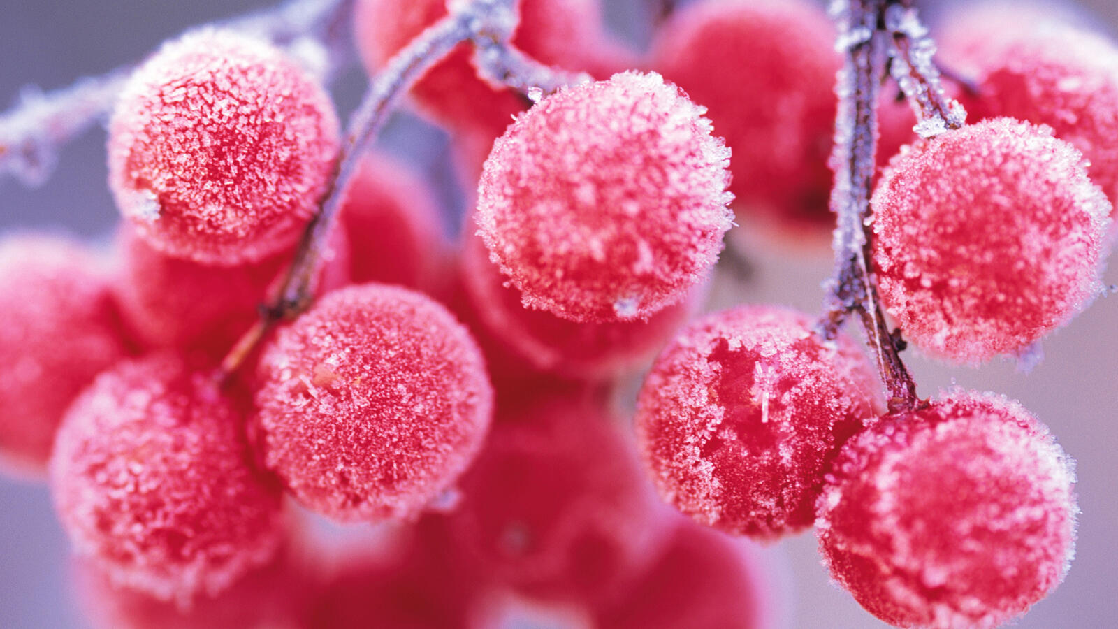 Бесплатное фото Красные ягоды покрытые инеем