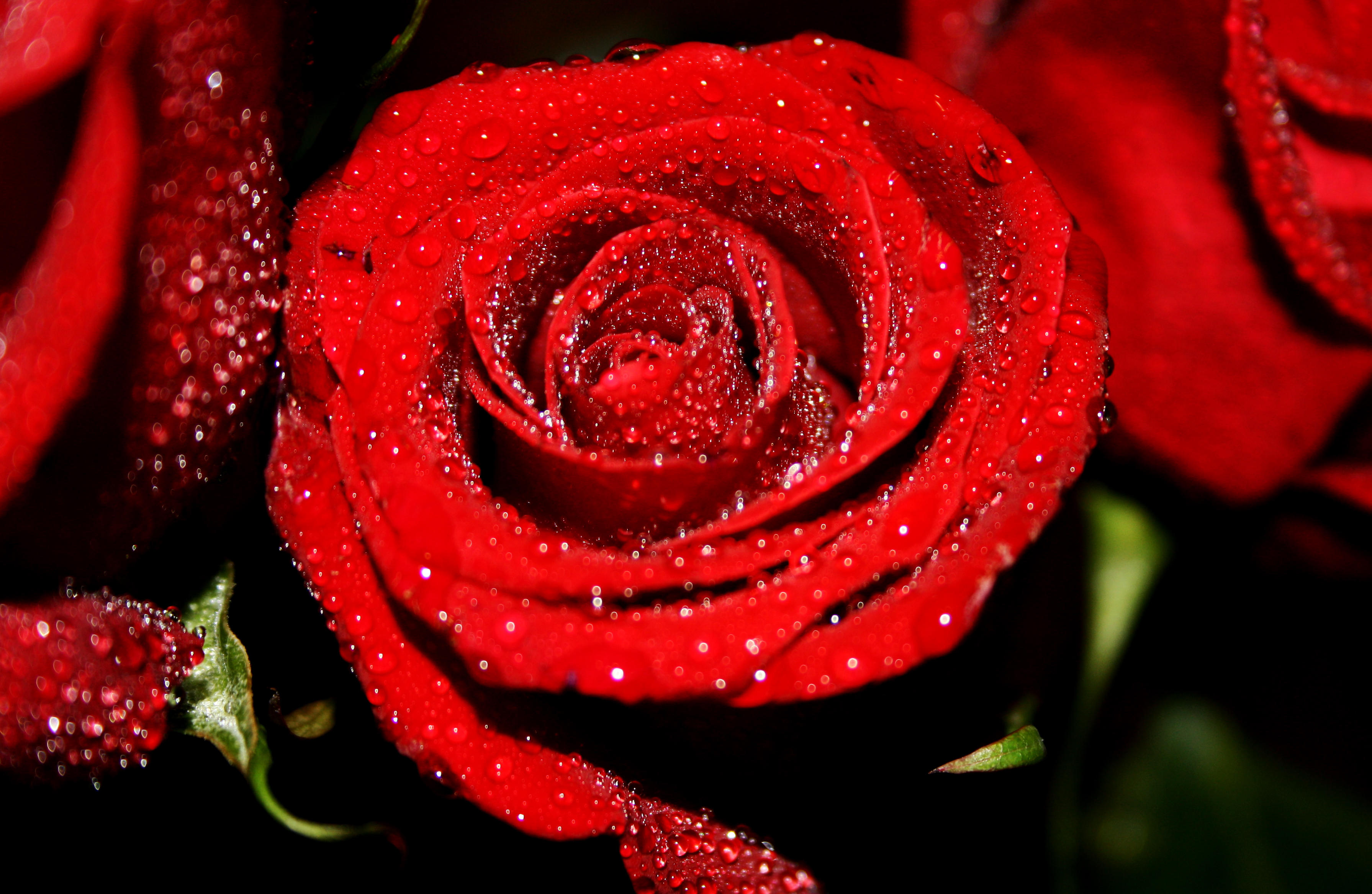 Free photo Download roses, rose wallpaper free
