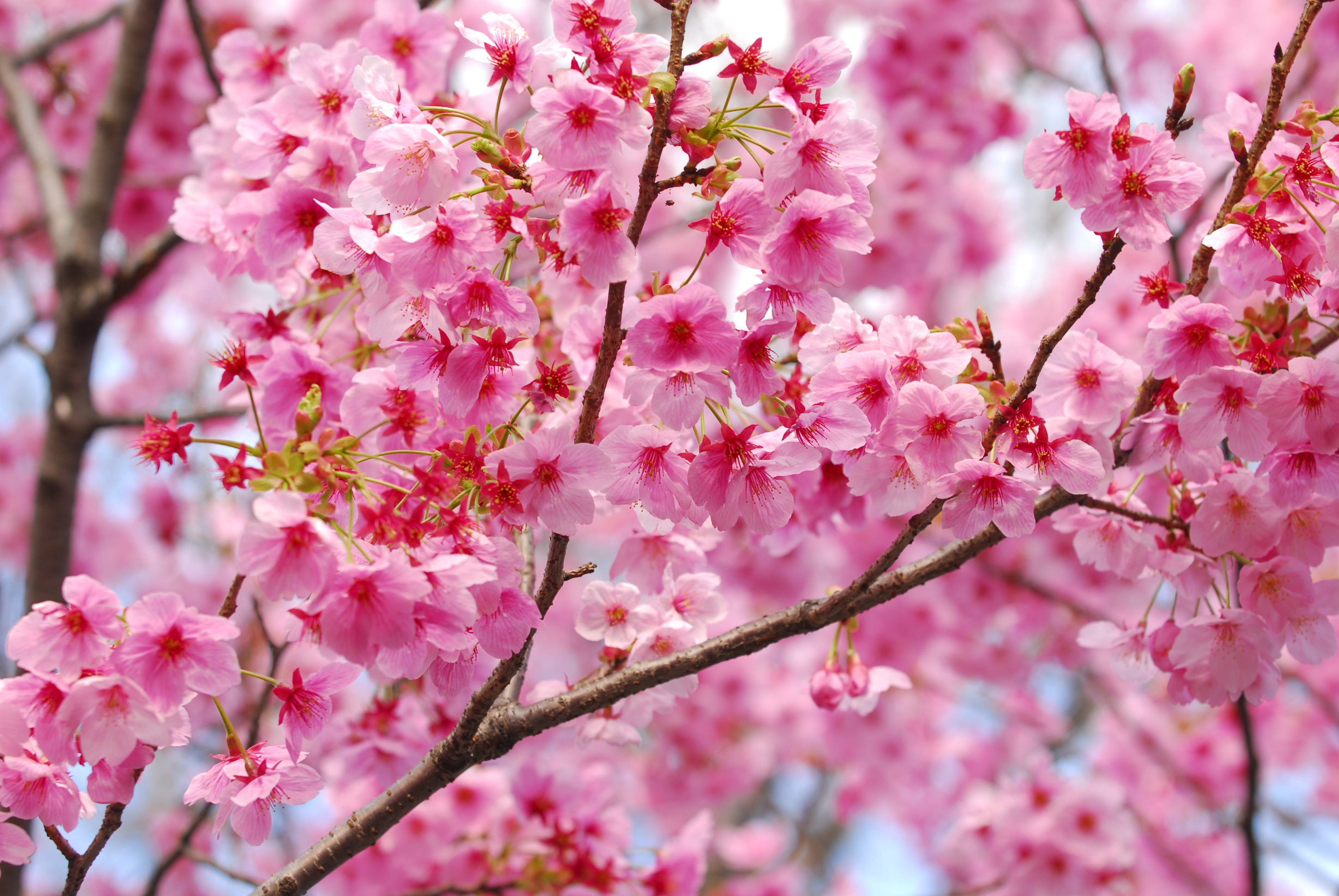 Wallpapers flowers the flowering sakura branches on the desktop