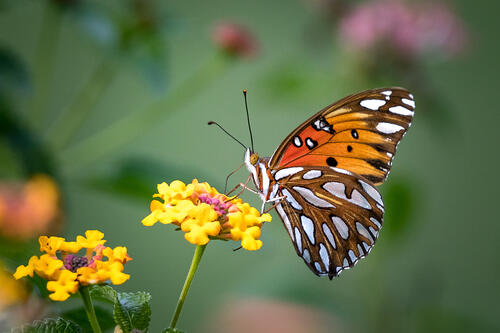 Фото бабочка, цветок смотреть бесплатно
