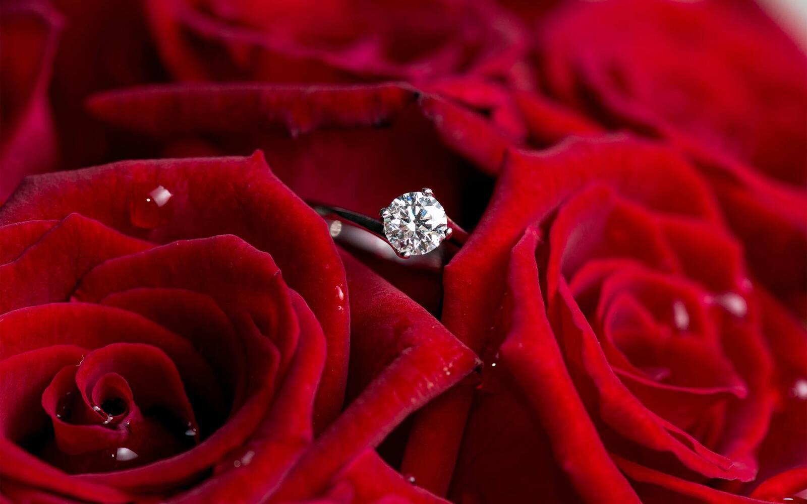 桌面上的壁纸花瓣 戒指 玫瑰