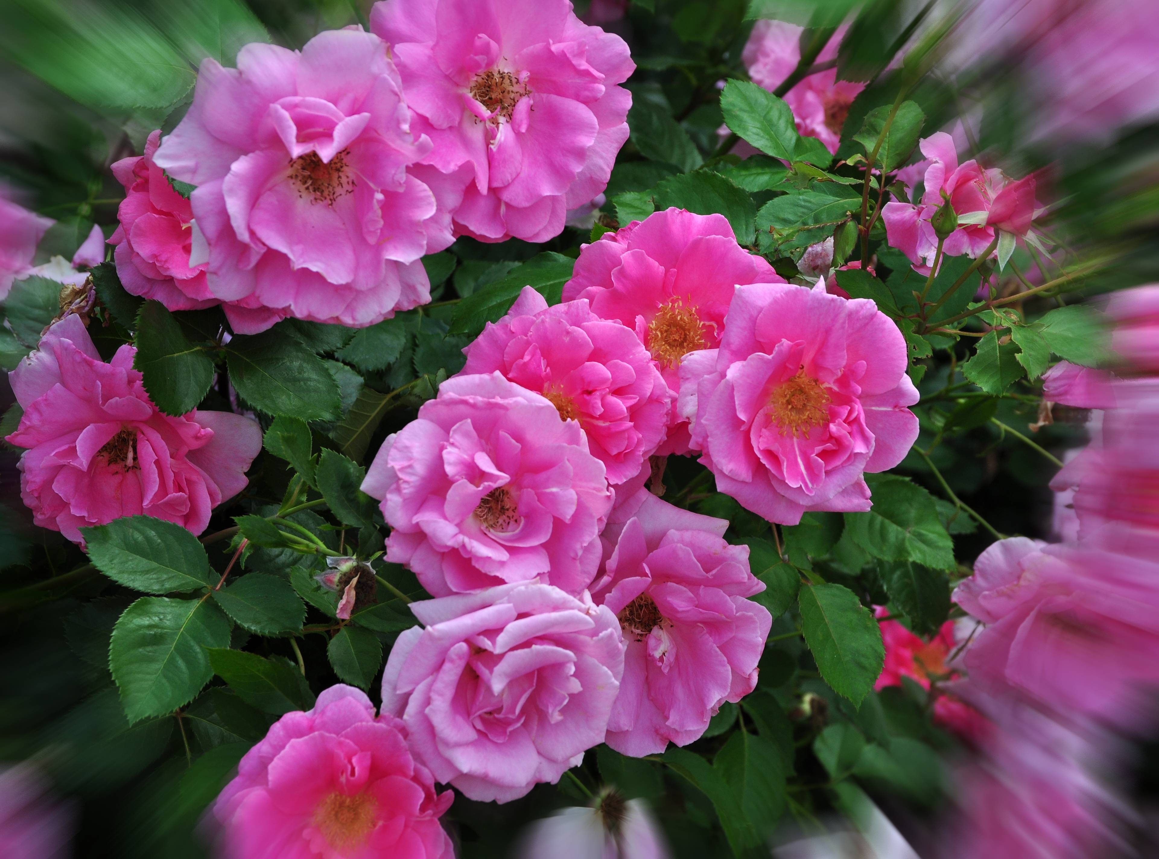 Photo free rose, pink flowers, flowers on a branch