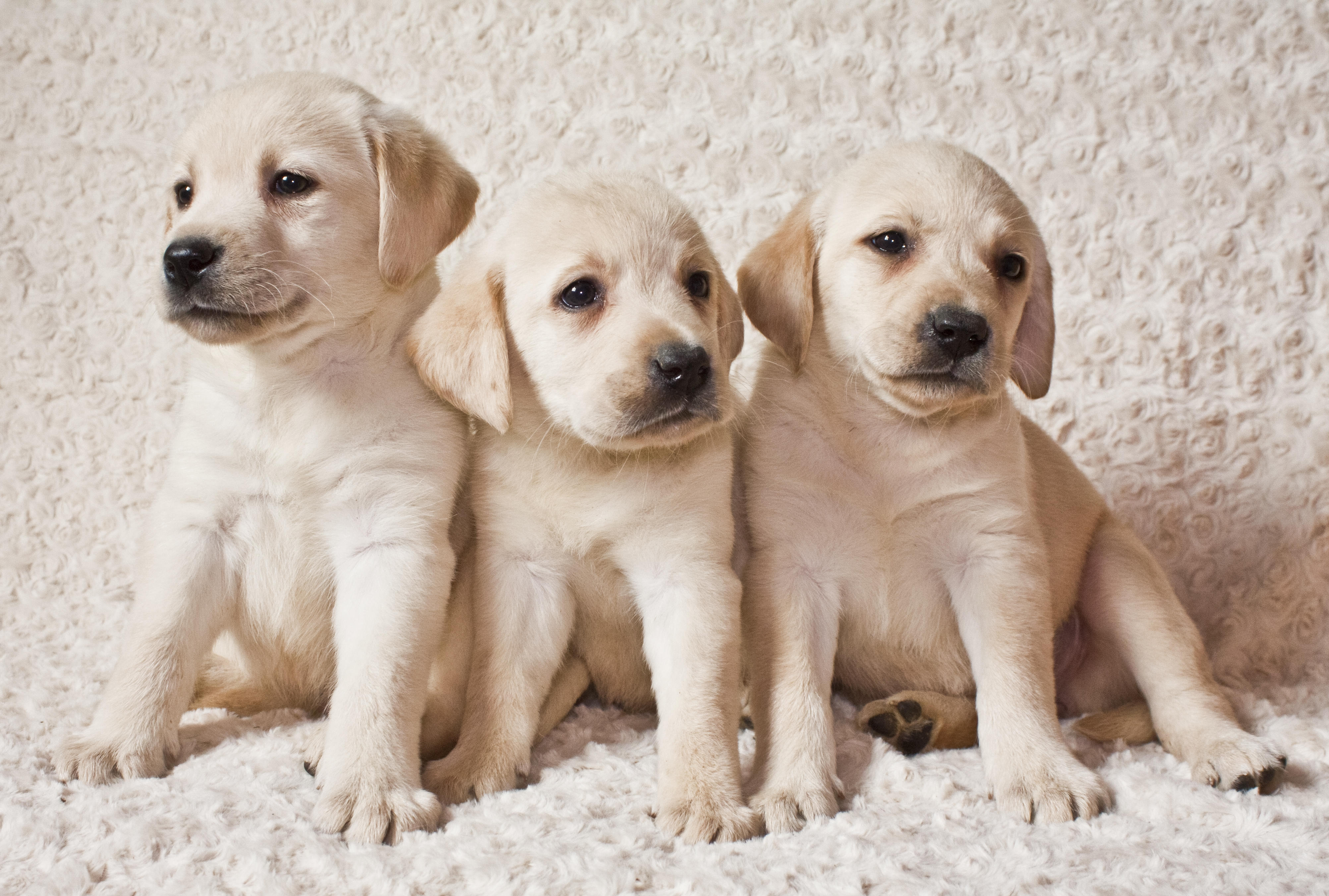 Photos for free Labrador, dog, dogs 