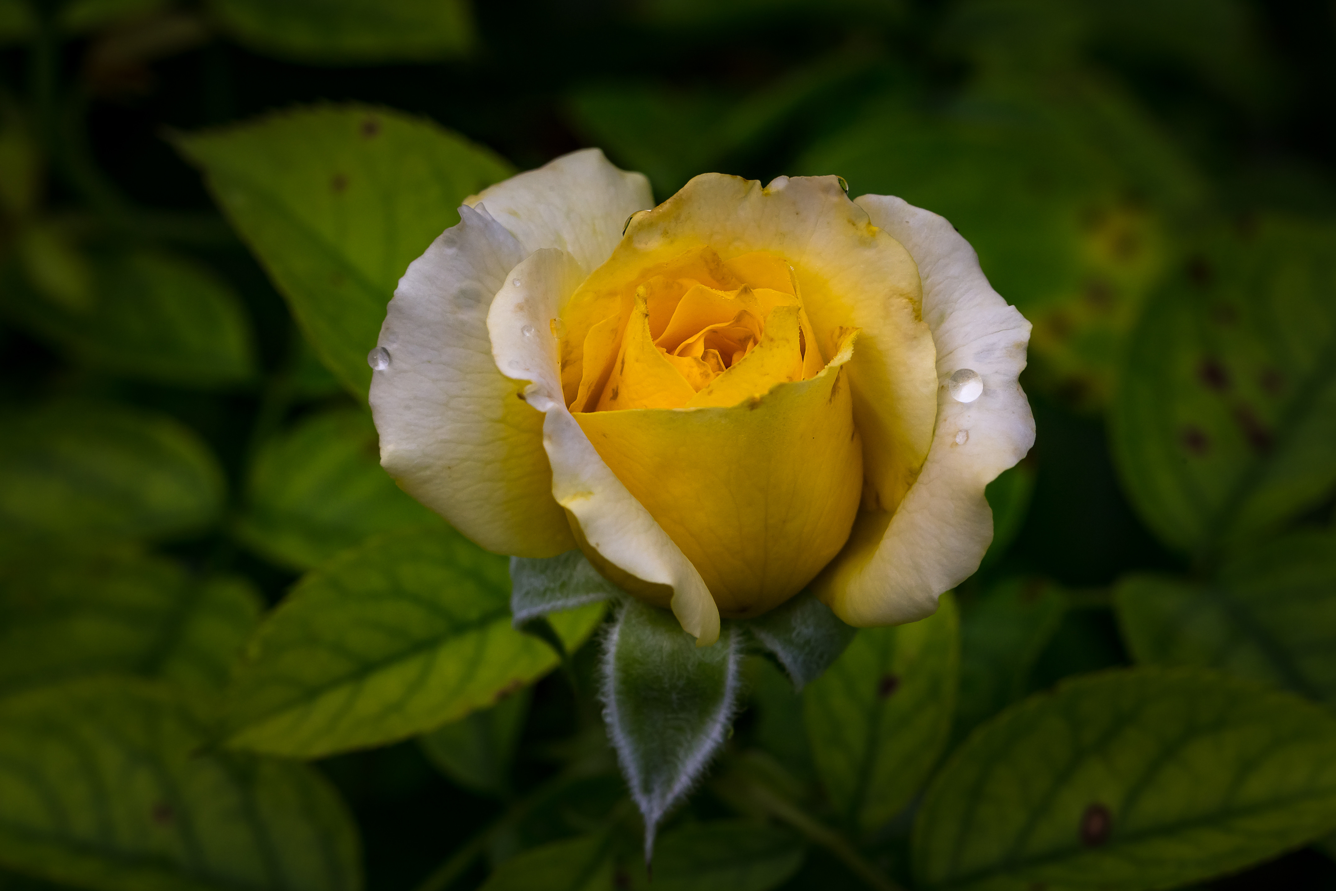 Фото бесплатно желтая роза, флора, цветы