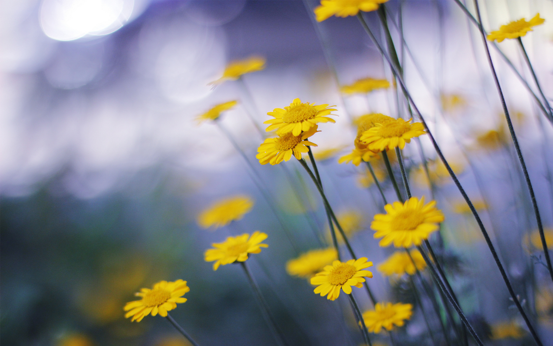 Wallpapers flowers stems yellow on the desktop