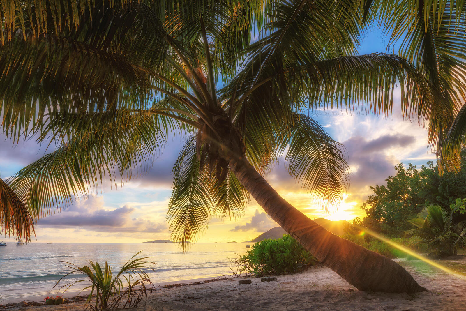 Бесплатное фото Заставка пальмы, закат на рабочий стол