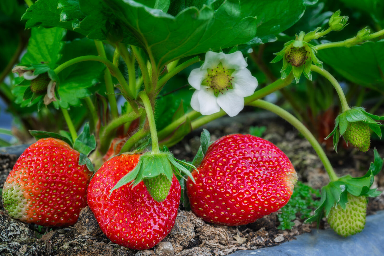 桌面上的壁纸草莓 鲜花 浆果