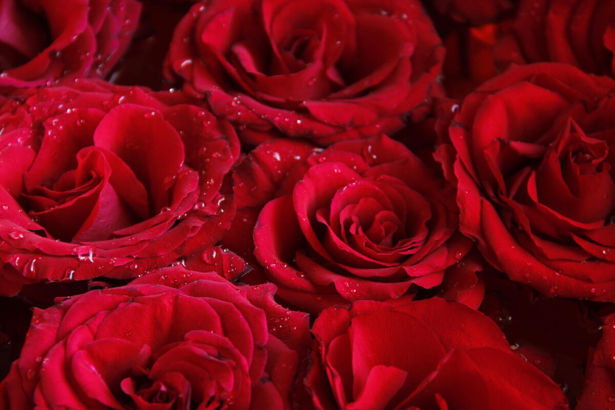 Screensaver roses, rose on your desktop for free