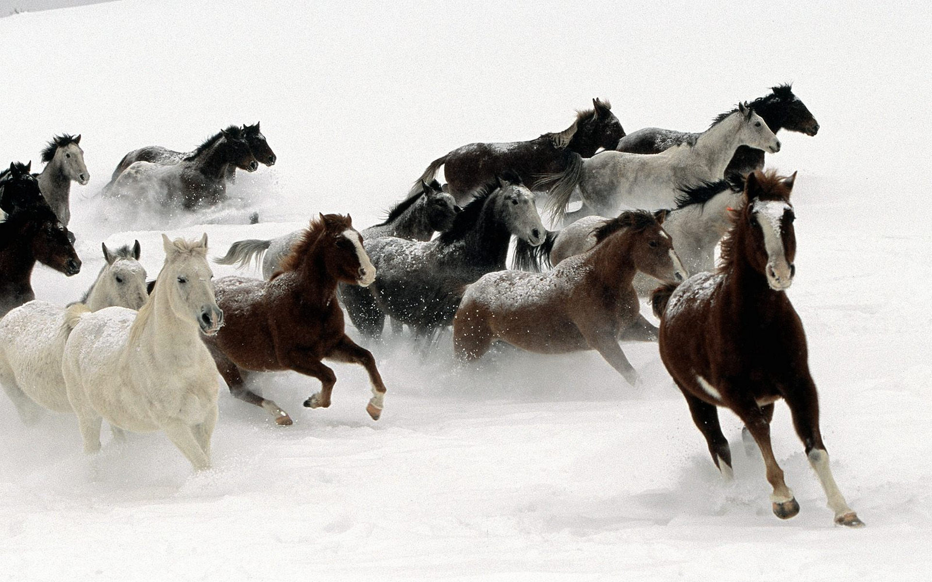 Фото бесплатно лошади, бег, гривы