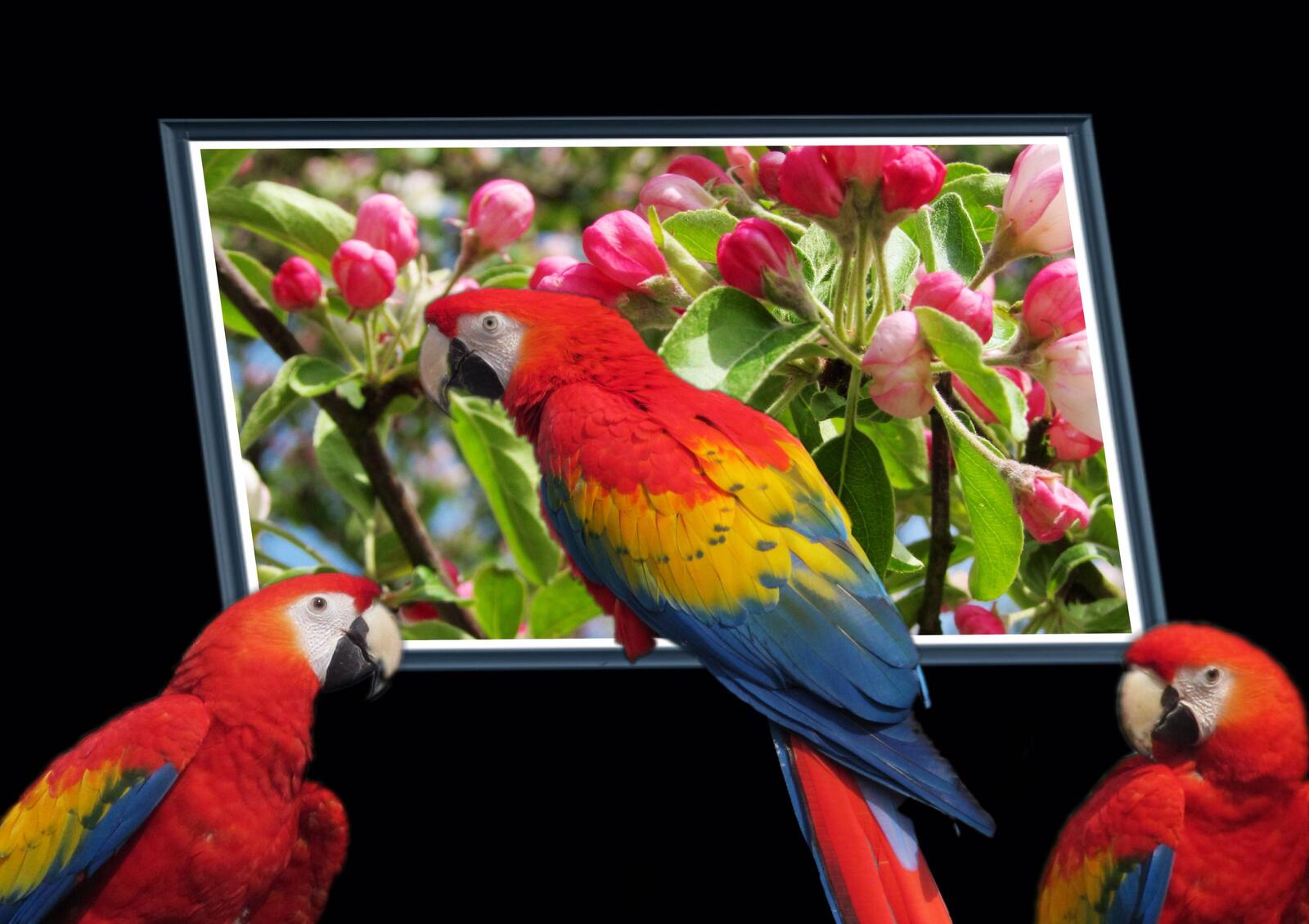 Wallpapers Parrots animals birds on the desktop