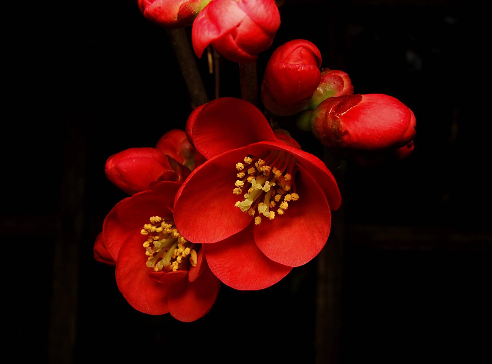 Wallpapers sakura red flowers small flowers on the desktop