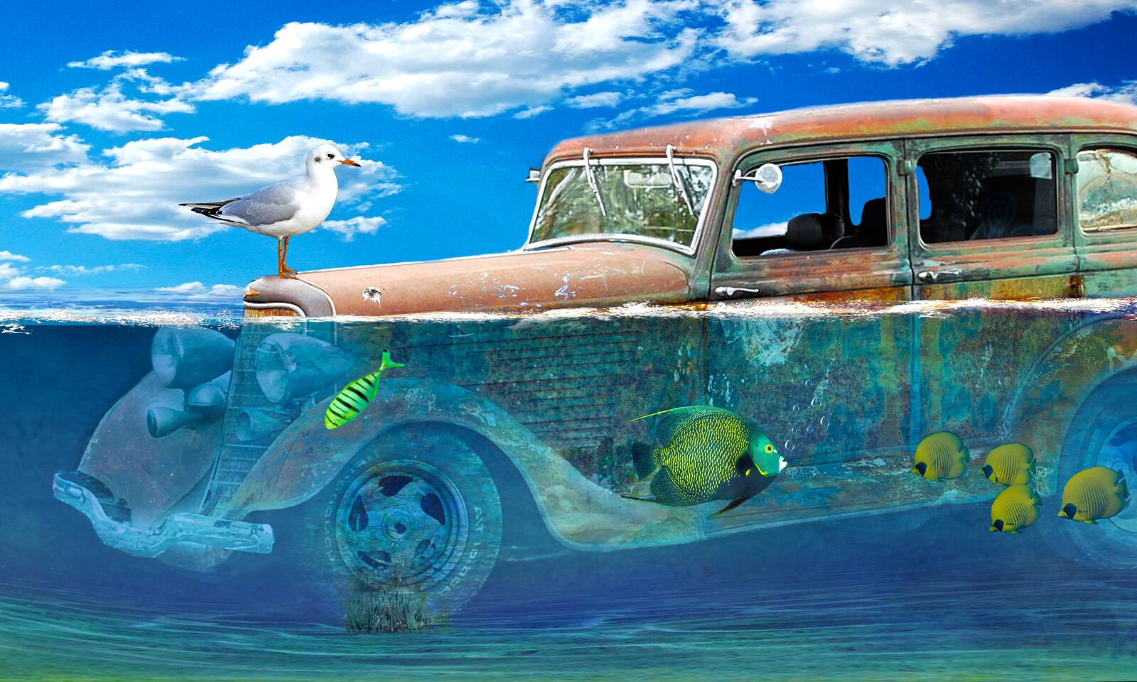 Обои затопленный автомобиль рыбы чайка на рабочий стол