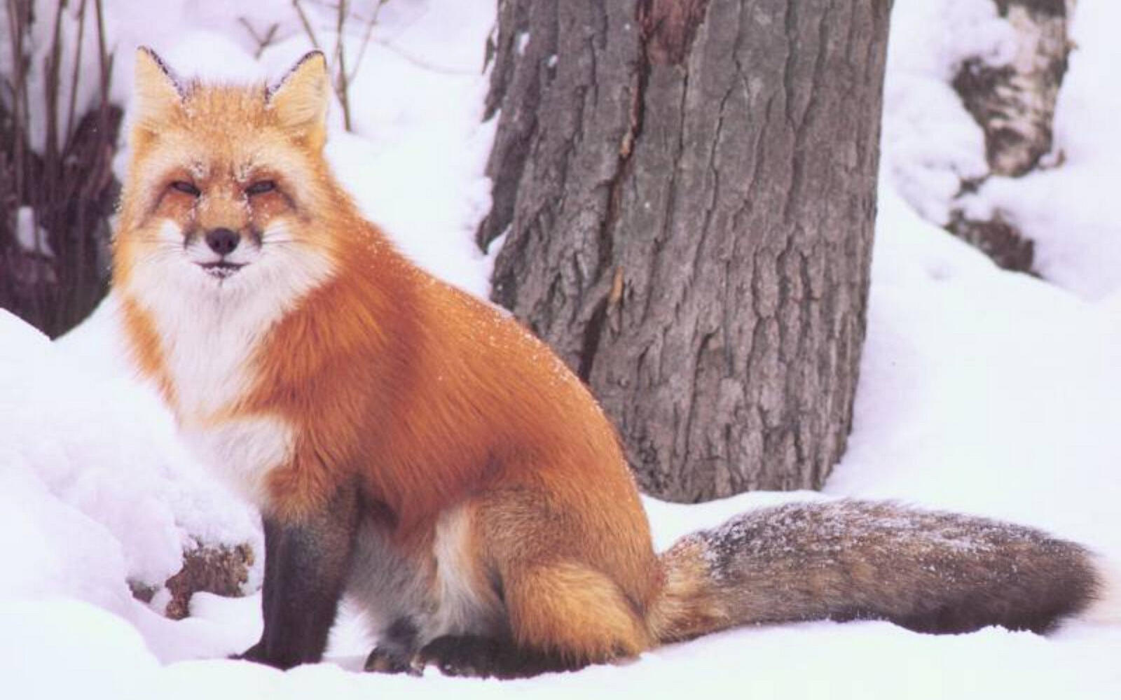 Wallpapers trees red fox on the desktop