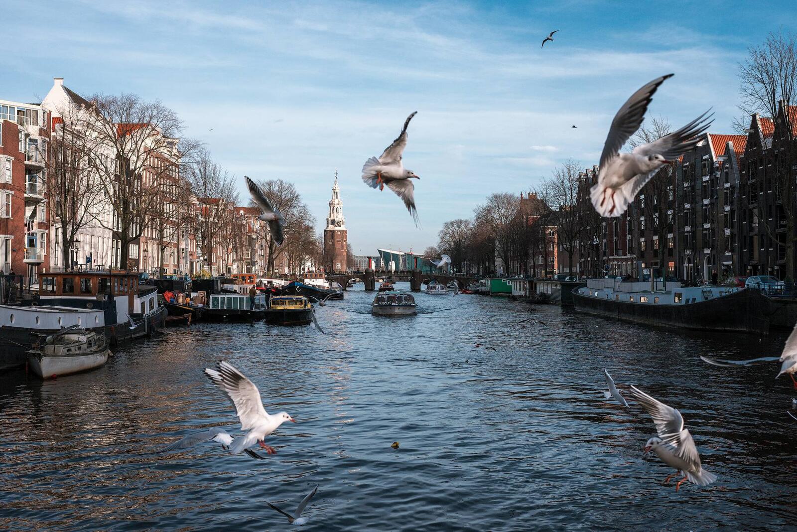 桌面上的壁纸船 阿姆斯特丹 位于北荷兰省