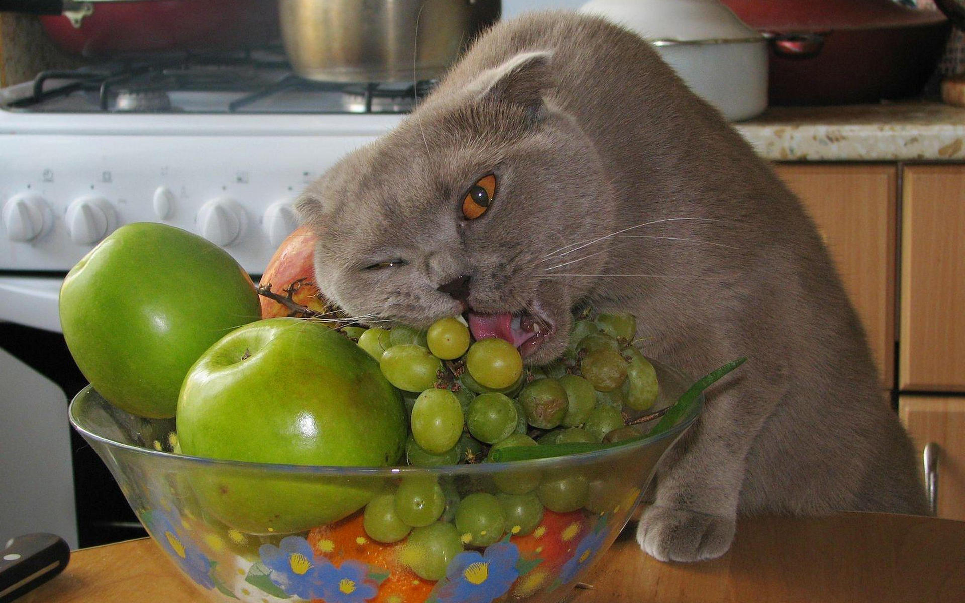 Обои кошка кушает фрукты на рабочий стол