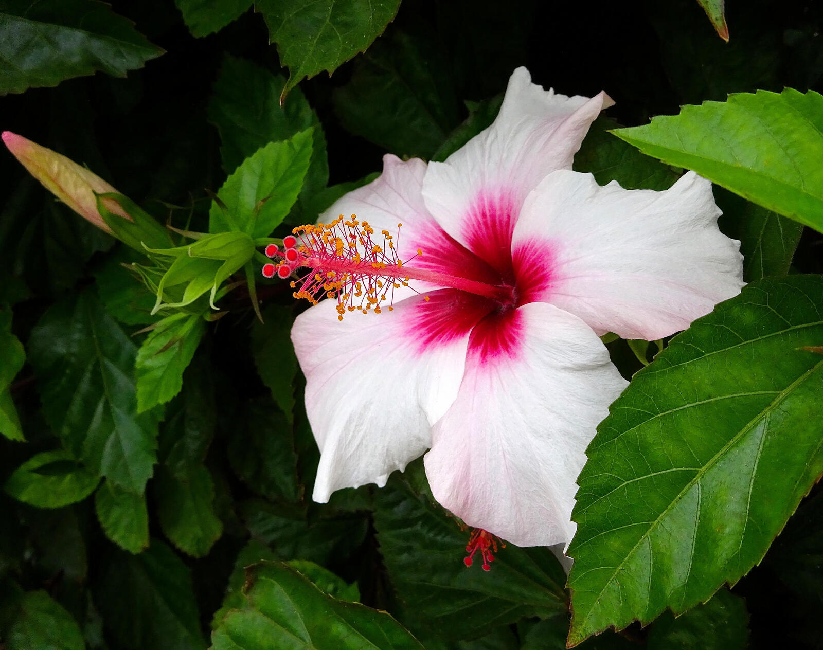 Wallpapers hibiscus white flower green leaves on the desktop