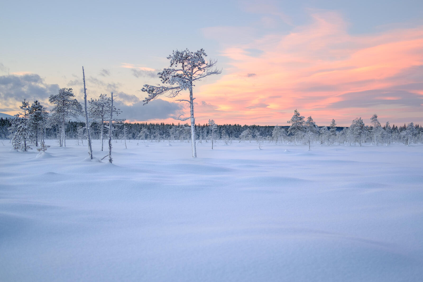 Wallpapers rare forest landscapes winter on the desktop
