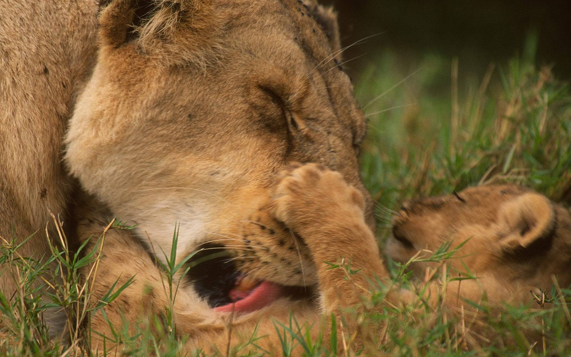 Wallpapers lioness muzzle tongue on the desktop