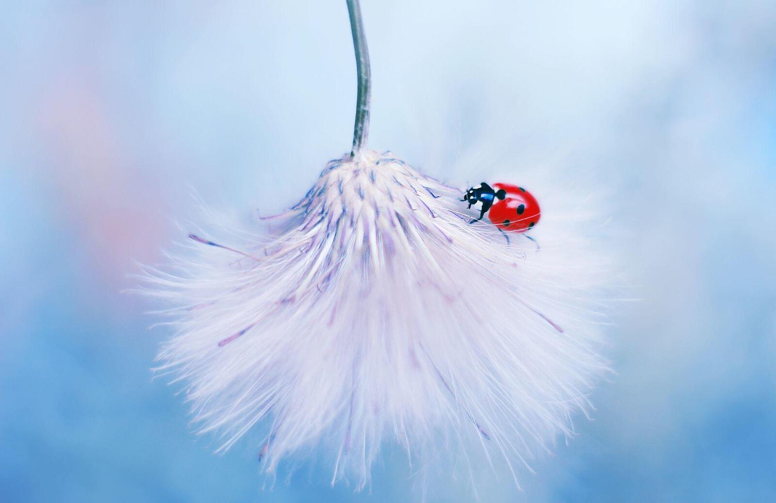 Wallpapers insects ladybug plant on the desktop