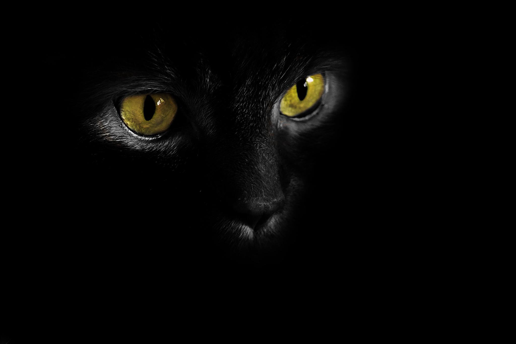 Черный кот с желтыми глазами. Черная кошка на черном фоне. Кошачий глаз. Кошачьи глаза в темноте. Black cat eye