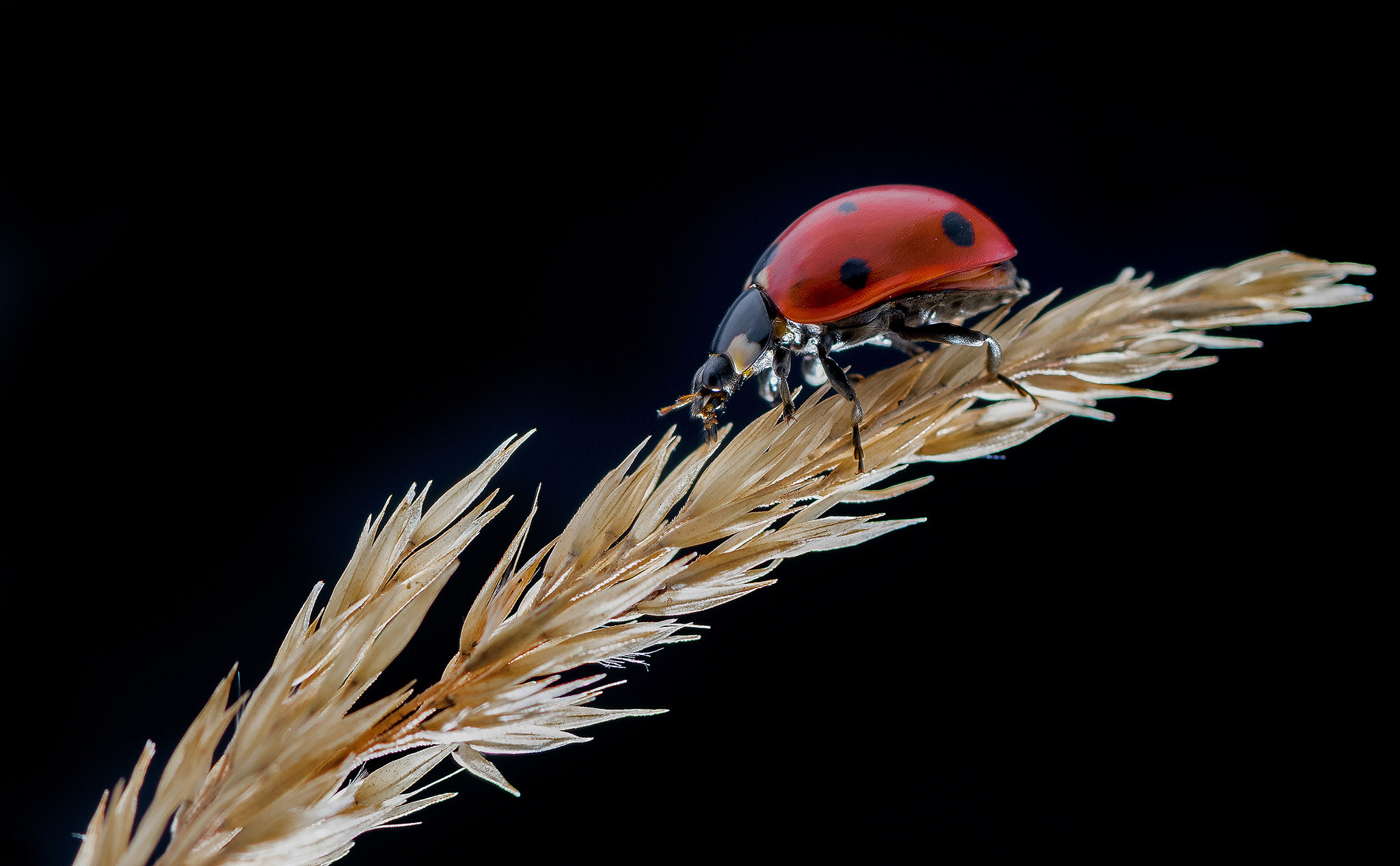 Wallpapers blade of grass branches close-up ladybird on the desktop