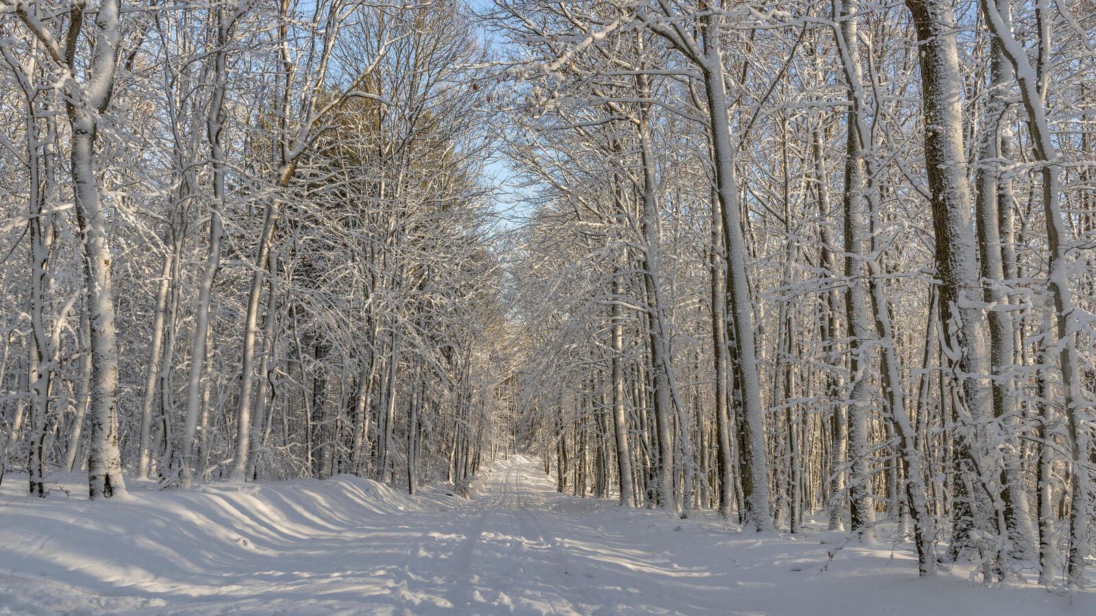 Обои деревья дорога в снегу пейзаж на рабочий стол