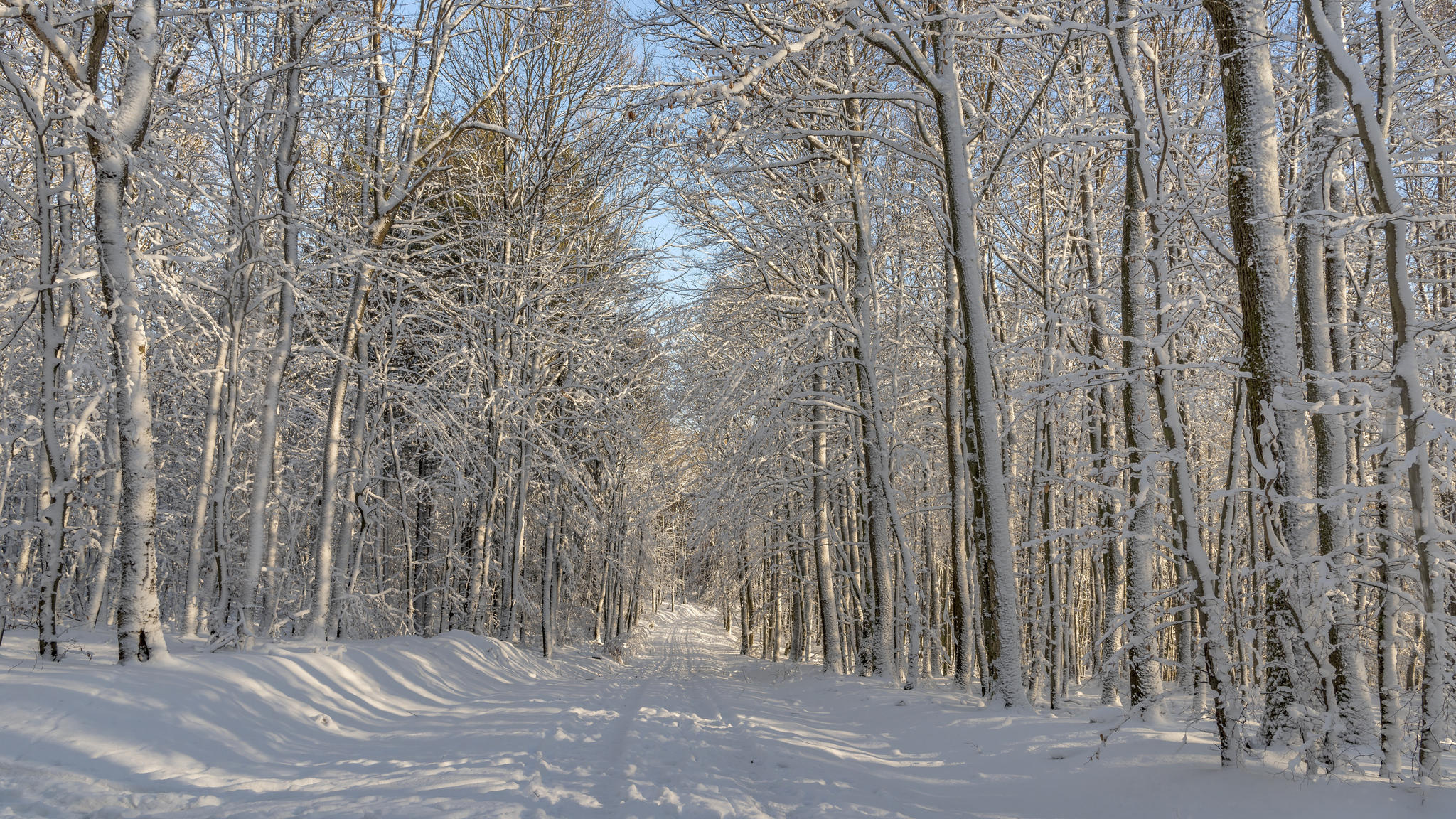 Обои деревья дорога в снегу пейзаж на рабочий стол