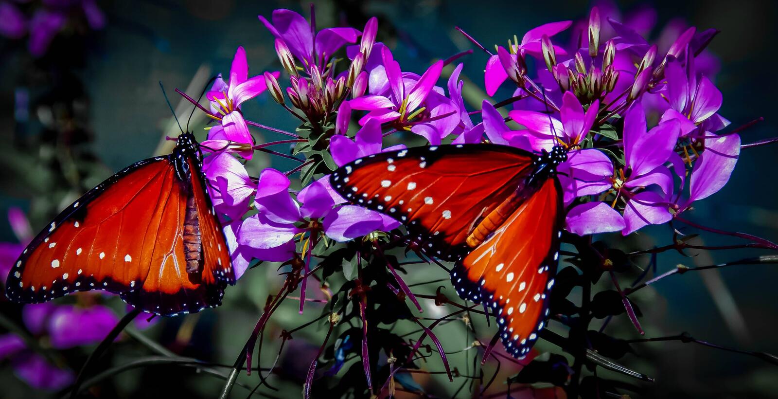 Wallpapers flowers butterfly macro on the desktop
