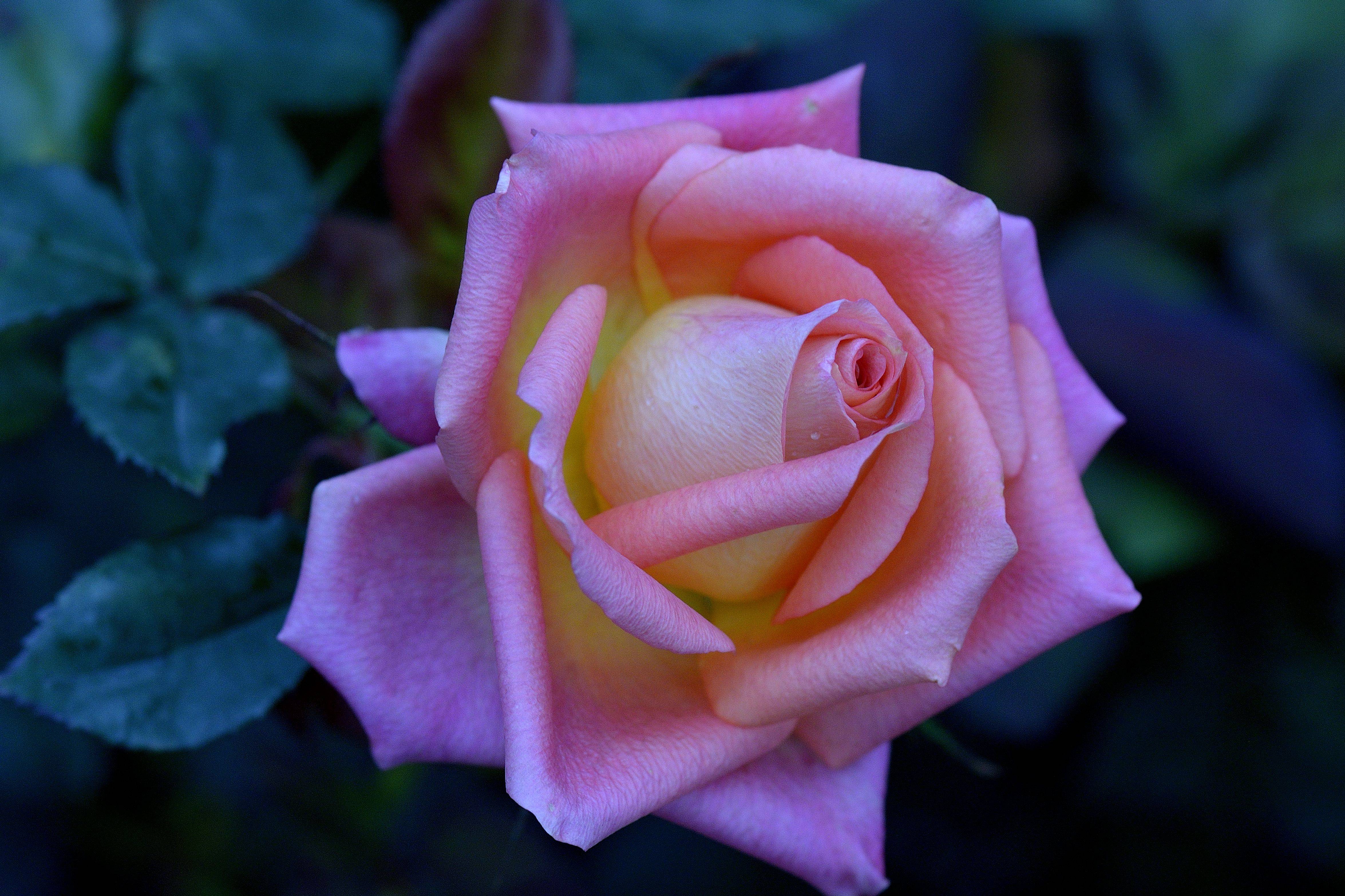 Обои букет роз розовые розы цветок на рабочий стол