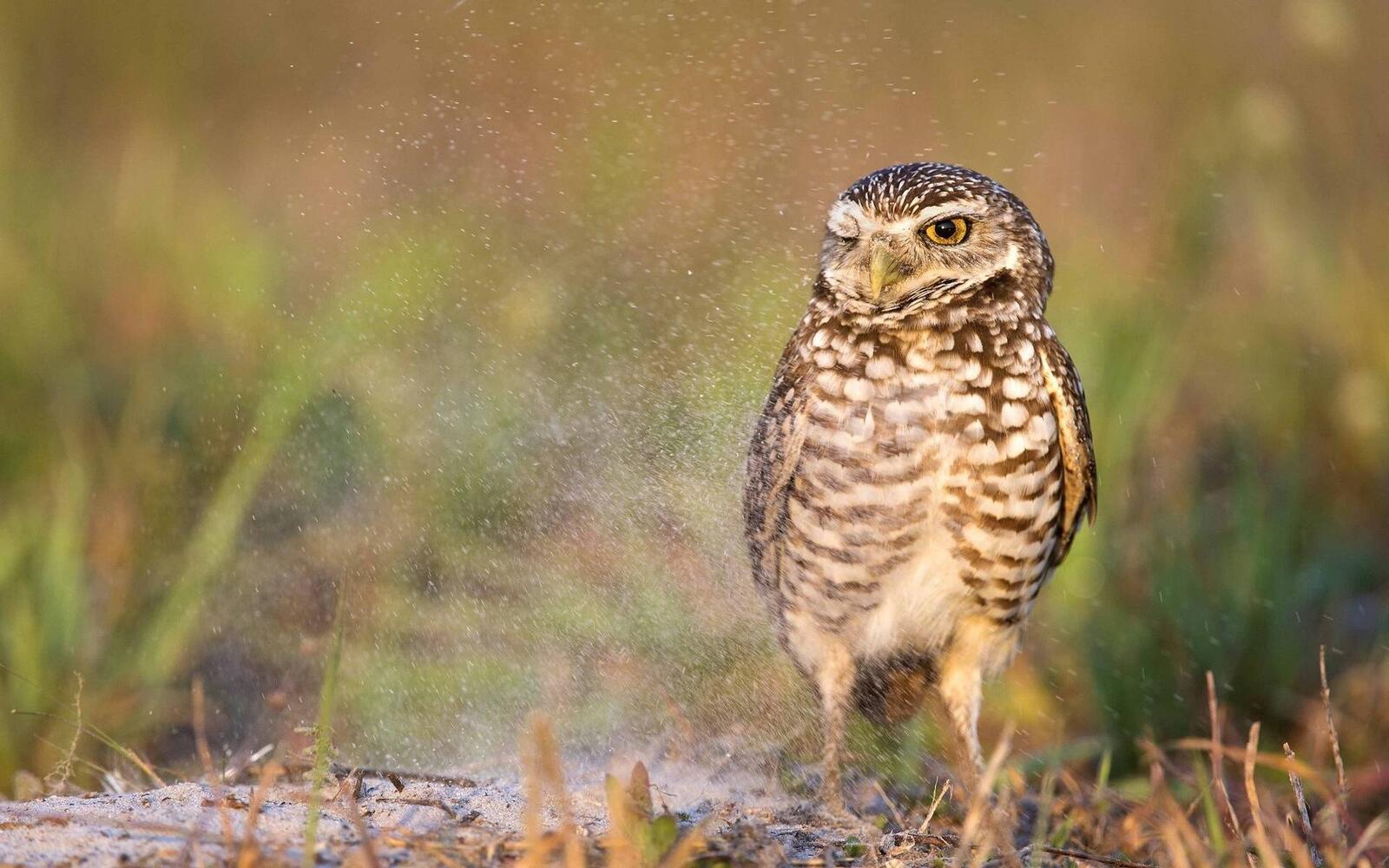 Wallpapers the owl on the ground weed birds on the desktop