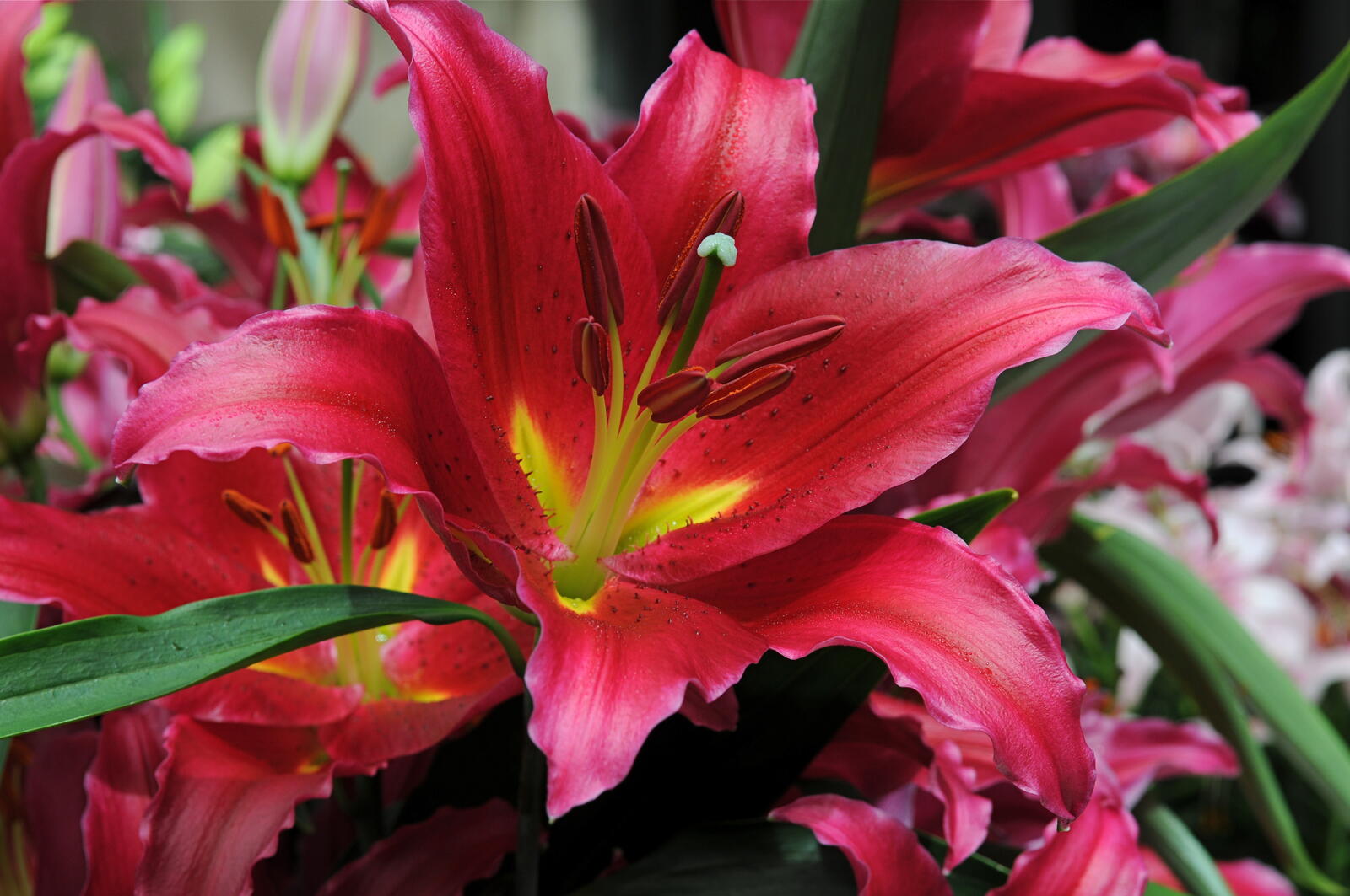 Wallpapers flowers lilies red petals on the desktop
