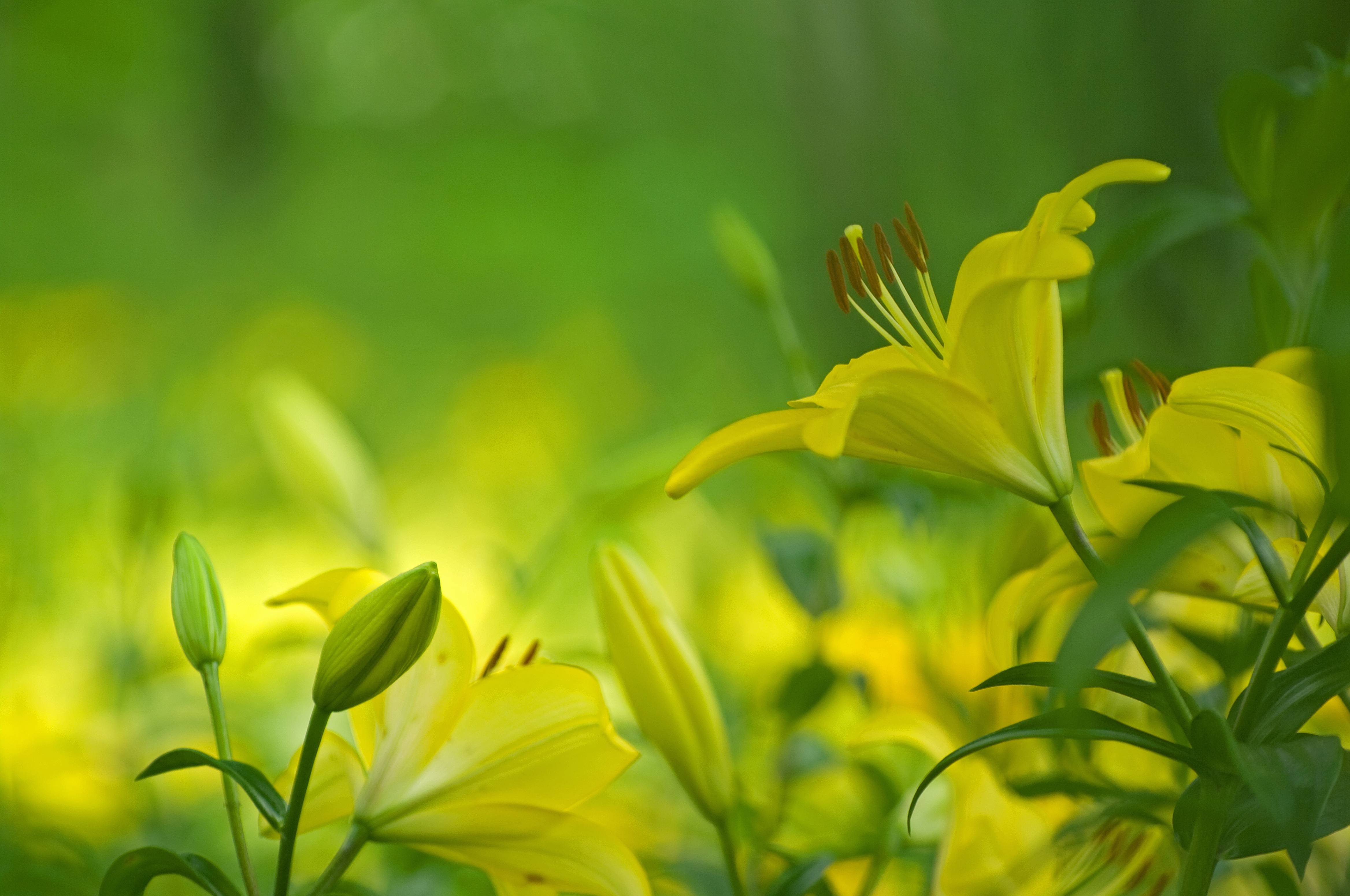 Фото цветок желтые бутоны желтые цветы - бесплатные картинки на Fonwall