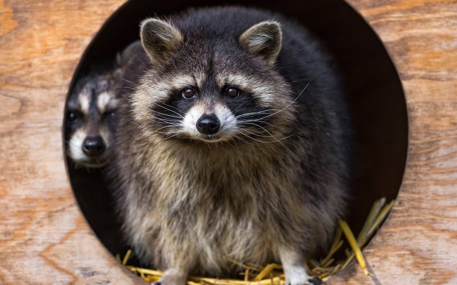 Wallpapers raccoons muzzles ears on the desktop