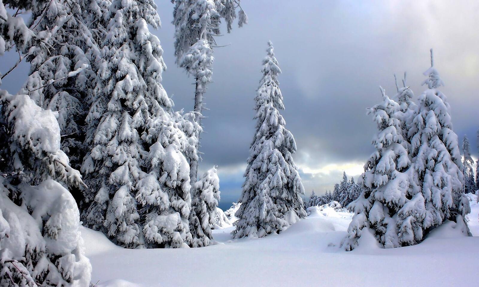 Обои снегопад сугробы деревья на рабочий стол