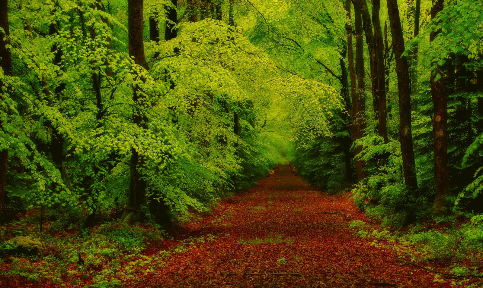 Wallpapers fallen leaves road in the forest trees on the desktop