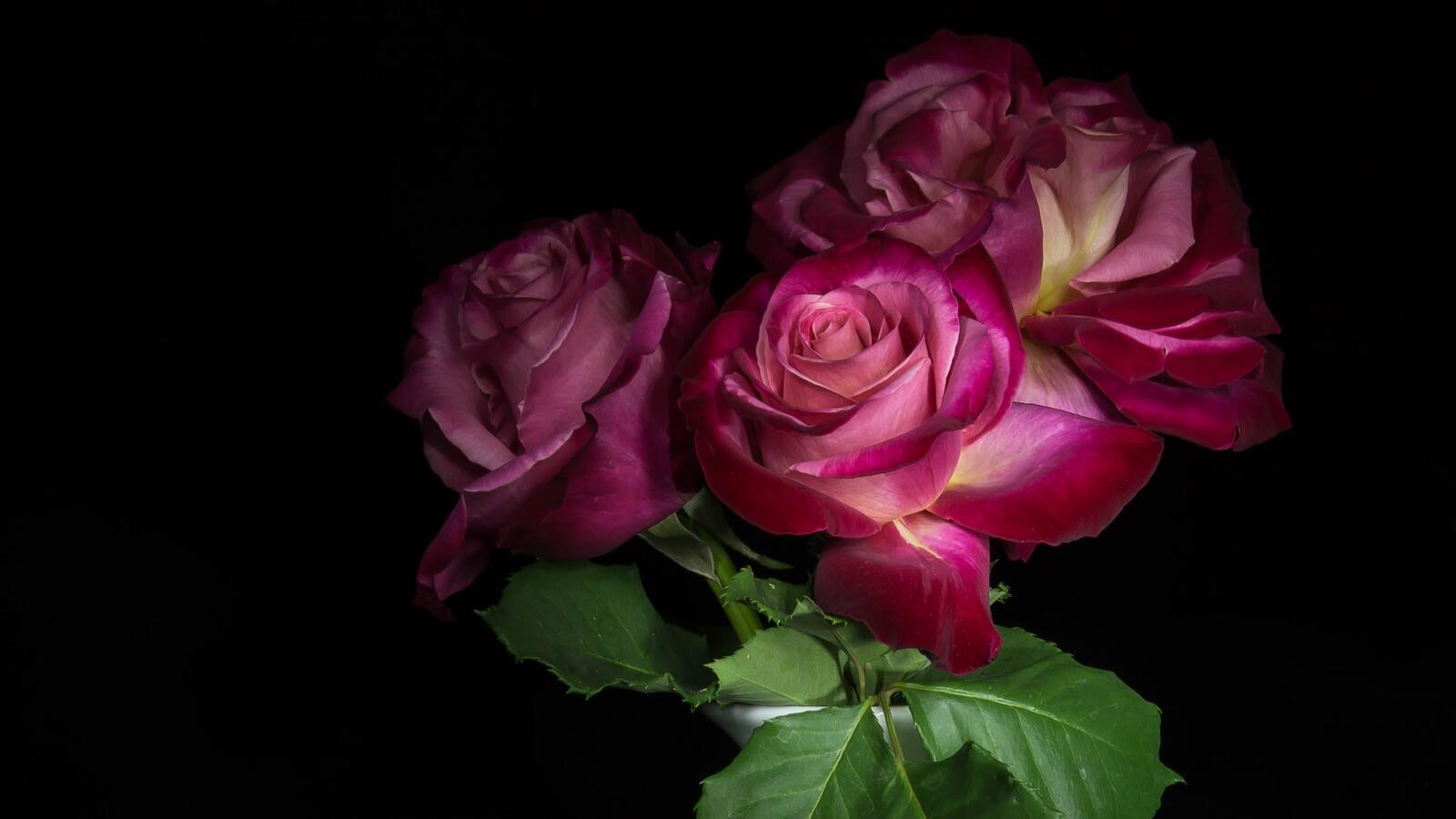 桌面上的壁纸植物群 三朵玫瑰 玫瑰