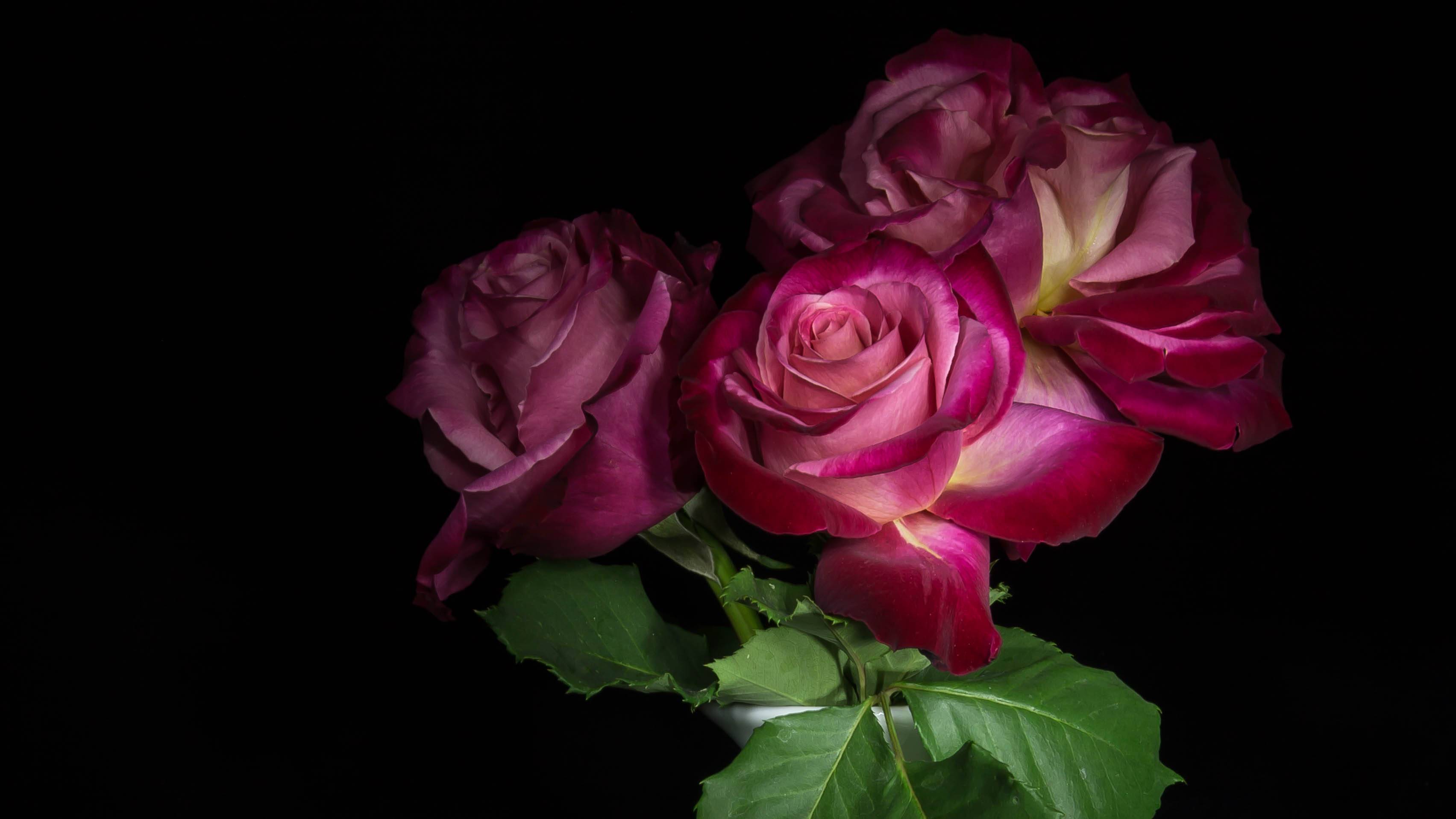 Фото бесплатно флора, три розы, роза