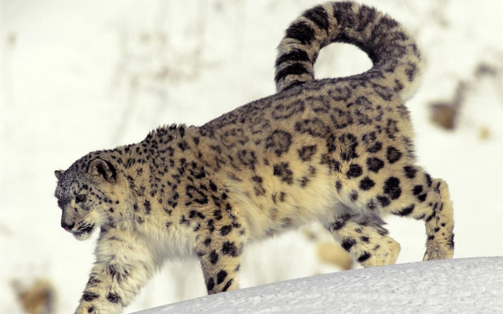 Wallpapers snow leopard color spots on the desktop