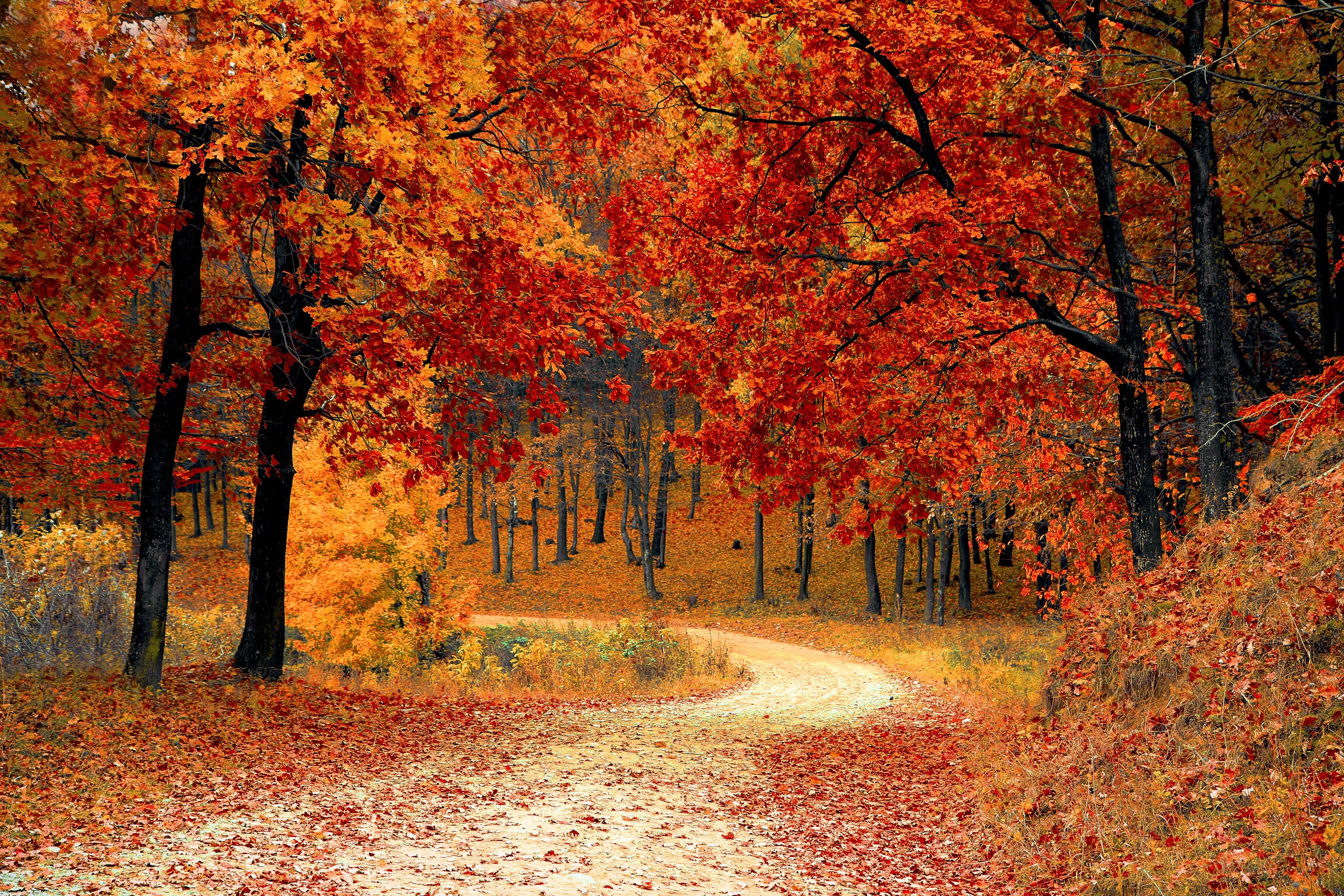 Wallpapers trees autumn forest road on the desktop
