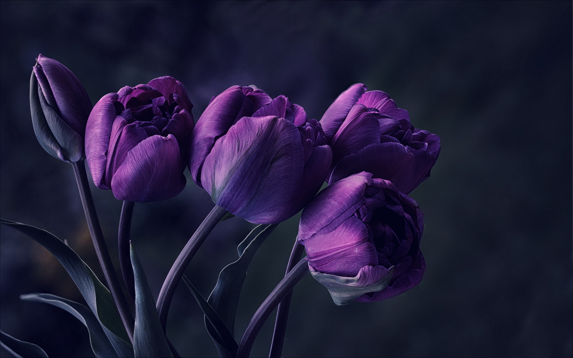 Обои тюльпаны фиолетовые цветы на рабочий стол