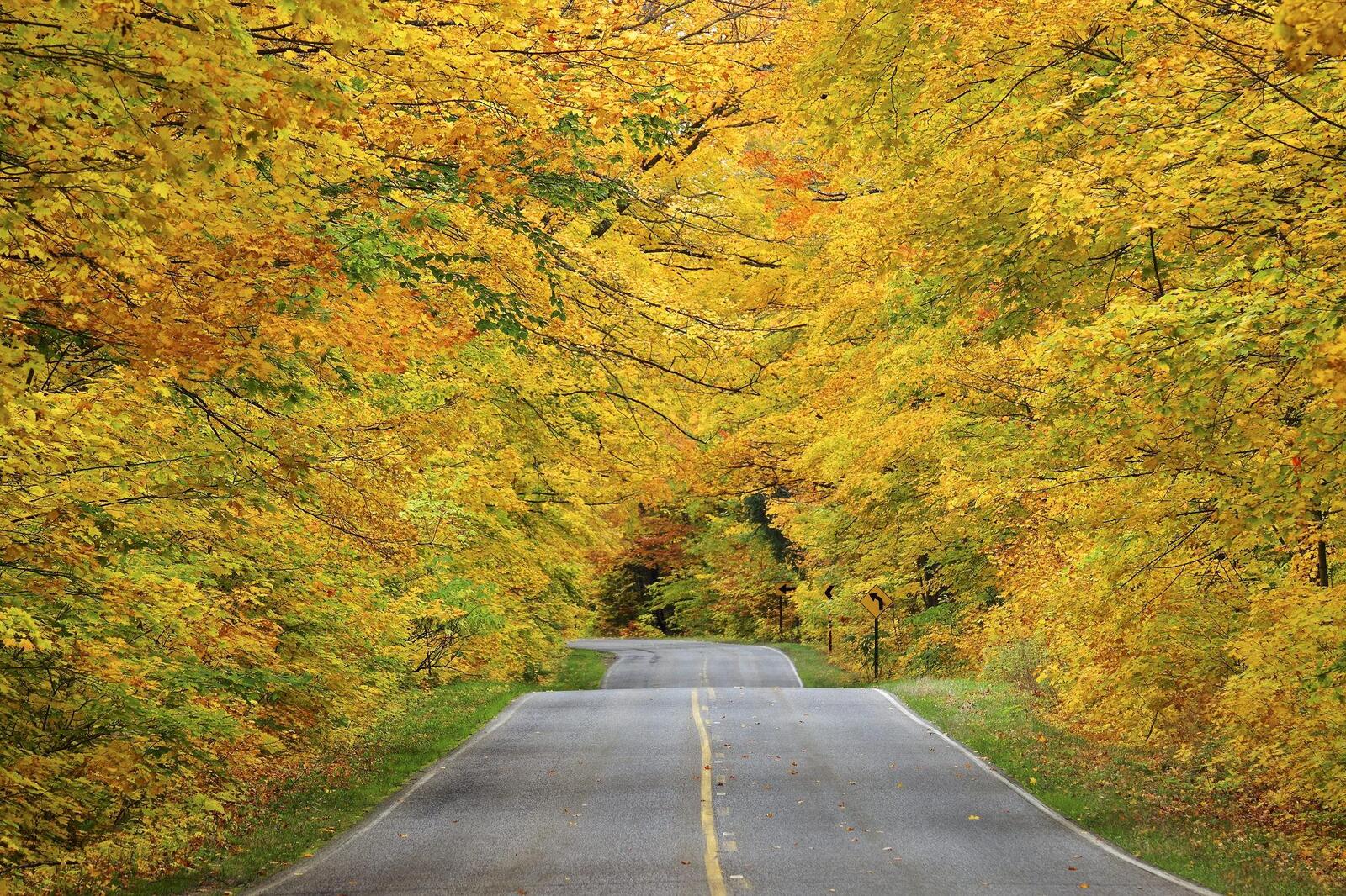 Wallpapers autumn paved road autumn forest on the desktop