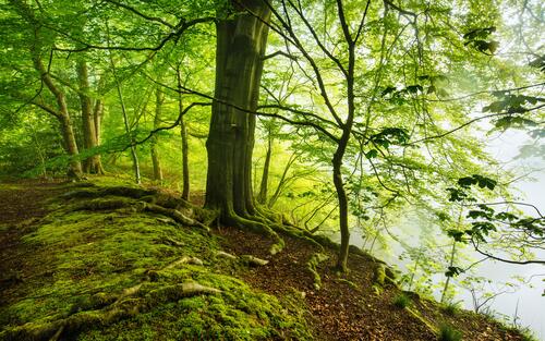 лето туман в лесу зеленая листва