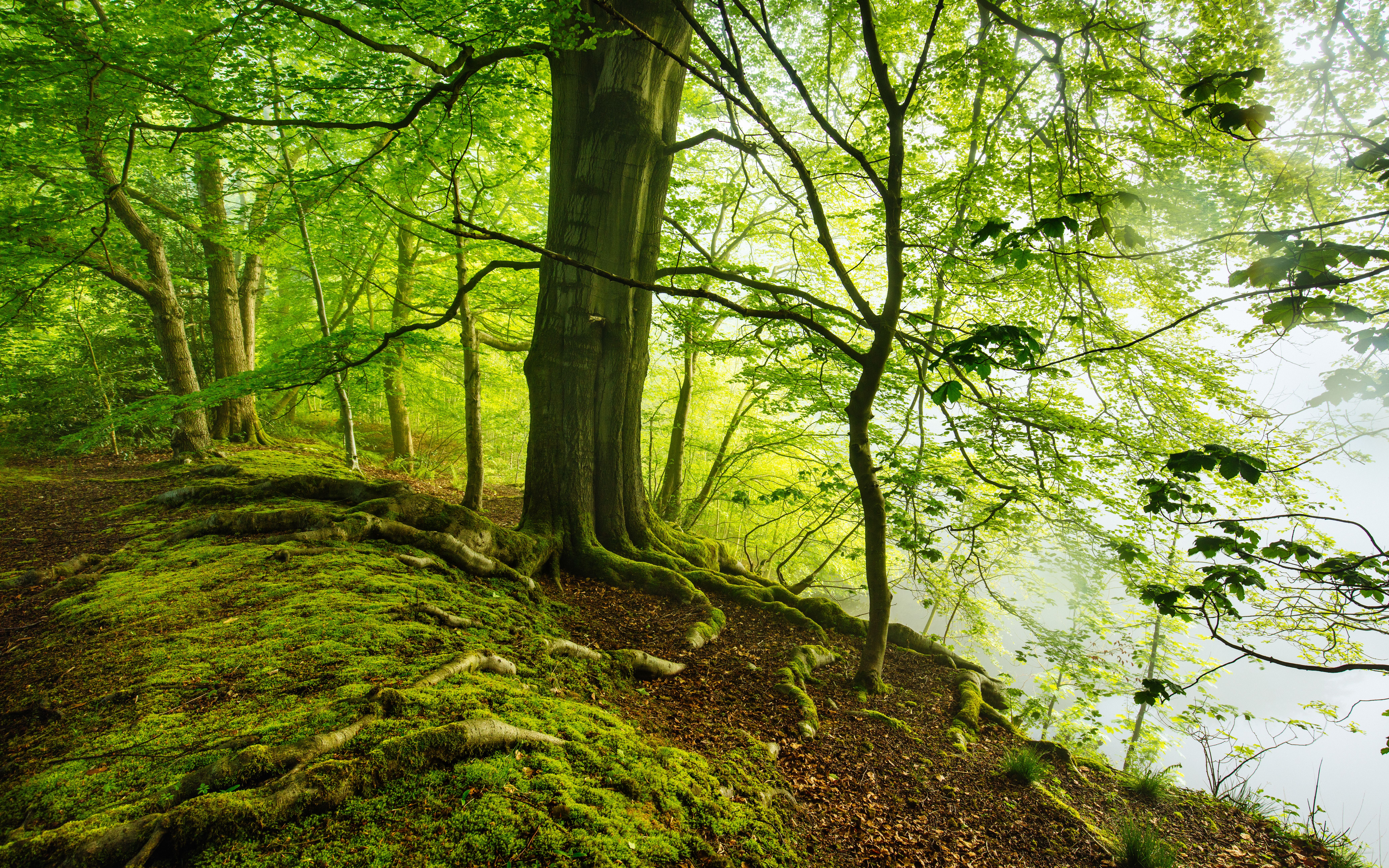 Обои лето туман в лесу зеленая листва на рабочий стол